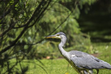 Grey Heron (Ardea cinerea) - National Botanic Gardens, Dublin