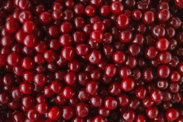 fresh shiny cherries