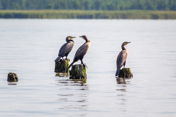 Cormorants on lake Paleostomi, Poti, Georgia