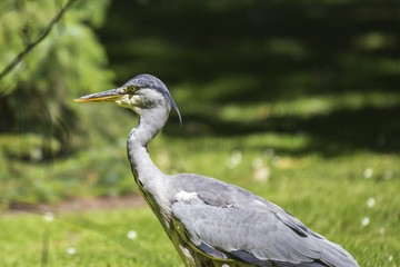 Grey Heron (Ardea cinerea) - National Botanic Gardens, Dublin