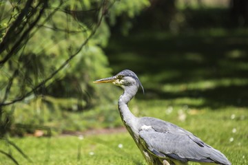 Obraz premium Grey Heron (Ardea cinerea) - National Botanic Gardens, Dublin