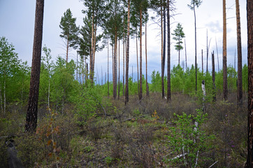Rare trunks of long ago burnt trees in the coniferous forest in spurs of East Sayan