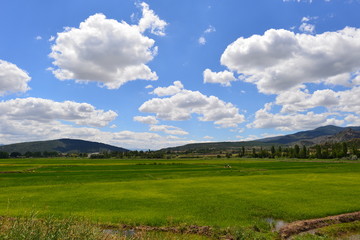 Fototapeta na wymiar Reisfelder in Kastamonu und Corum