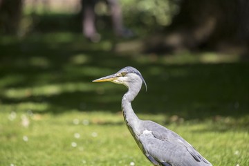 Grey Heron (Ardea cinerea) - National Botanic Gardens, Dublin