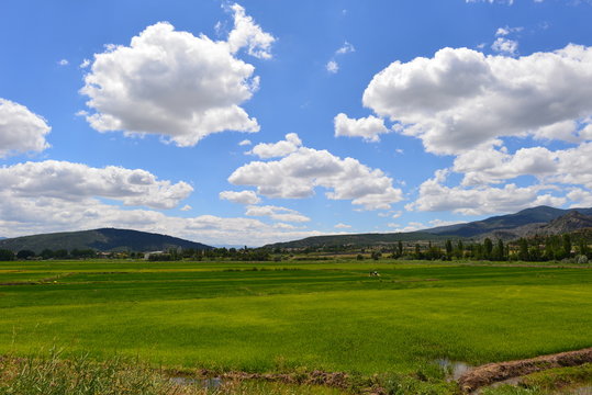 Reisfelder in Kastamonu und Corum