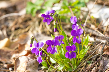 Mayflower Viola violet forest flowers odorata