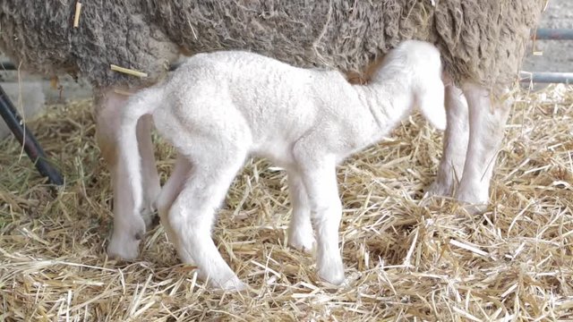 Newborn Lamb Suckling Sheep at Farm