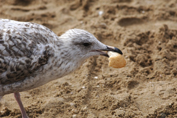 Möwe