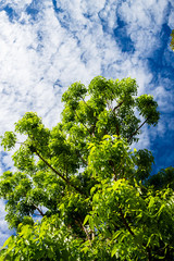 Fototapeta premium Tropical tree