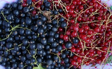 чёрная и красная смородина