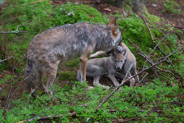 Gray wolf