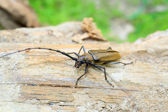 Mountain oak longhorned beetle (Massicus raddei) in Japan