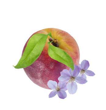 Peach  isolated  with peach flower on white