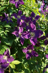 Powojnik (Clematis)