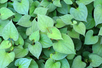 fishy-smell herb (Houttuynia cordata) in Japan

