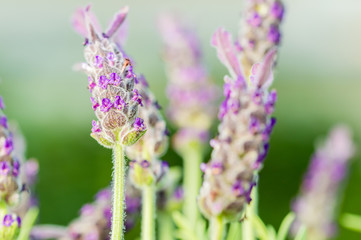 Lavendel