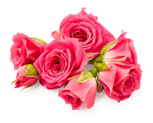 Pink roses isolated on white background