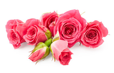 Beautiful pink roses isolated on white background