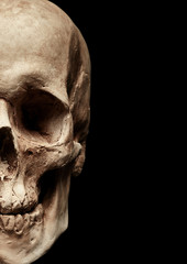 Obraz premium Half skull