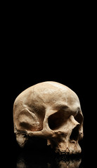 Human skull