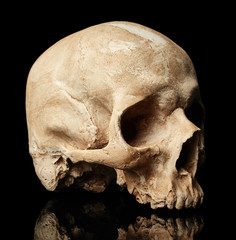 Obraz premium Side view of skull