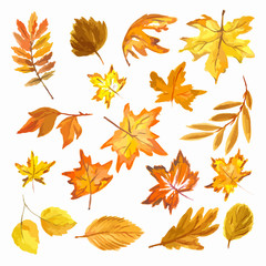 Naklejka premium Watercolor hand drawn fall leaves set. Beautiful herbarium for backdrop and decoration. Season colors like red, orange, yellow and green.