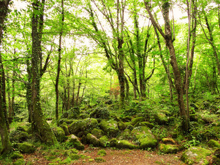 bosco naturale 