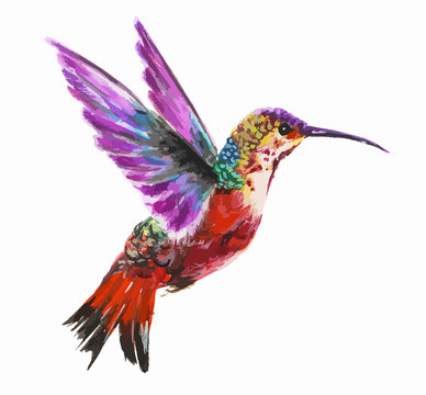Isolated watercolor hummingbird on white background. Tropical bird from exotic fauna. Colorful wildlife.