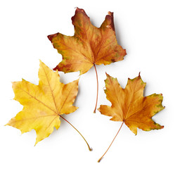 Autumn leaves of maple tree