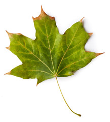 Maple leaf
