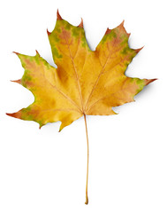 Leaf of maple tree