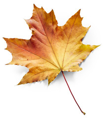 Maple autumn leaf