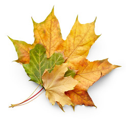 Leaves of maple tree