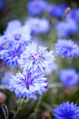 Cornflower