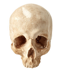 Human skull