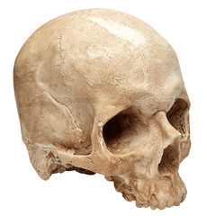 Female skull