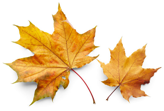 Autumn leaves of maple tree
