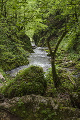 Obraz premium Landscape with a river