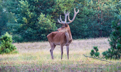 Ein Rothirsch steht auf einer Lichtung im Wald