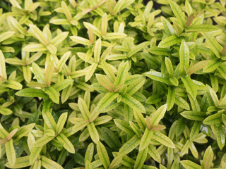 green leaf for background texture