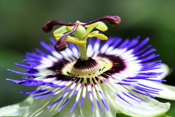 The passion flower is native to South America