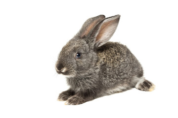 rabbit on a white background