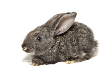 rabbit on a white background