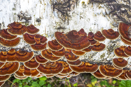 Lenzites birch (lat. Lenzites betulinus)