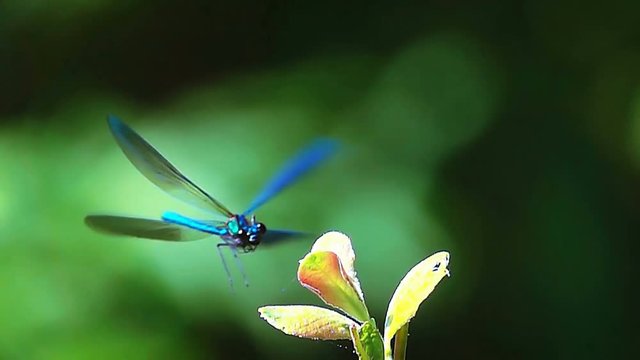 Libellule bleue belle