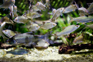 Silver gray fish.