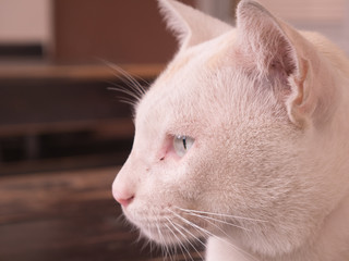 cat sleep on the table top with sick in the leg