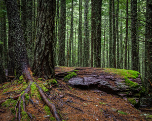 "Forest Green 2" Hiking along the Avalanche Lake tail while the rain was softly falling and the overcast day created a soft, uniform light throughout the forest.