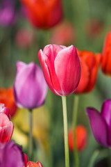 Naklejka premium Colorful Spring Tulips
