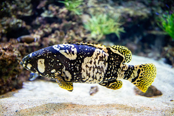 colorful tropical fish.